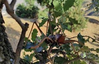 Batman’da dev çekirgeyi görenler şaşkınlıklarını...