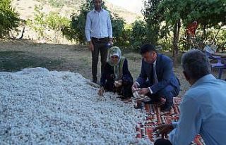 Batman’da koza yetiştiriciliği 180 aileye ekmek...