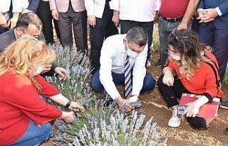 Batman’da lavanta hasadı yapıldı