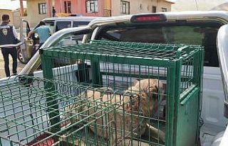 Belediye ekiplerinden yaralı köpeklere şefkat eli