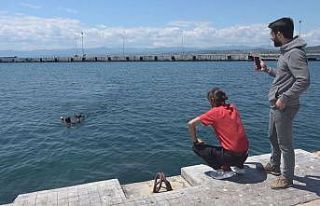 Belgeselcilerin drone’u martıların hışmına...
