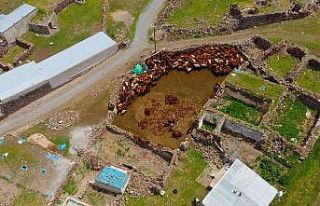 Besicilerin zorlu koyun kırkma mesaisi başladı