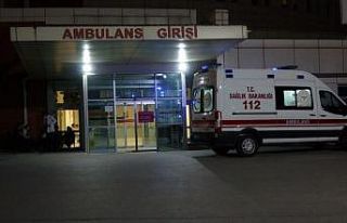 Beslediği pitbull kardeşini yaraladı