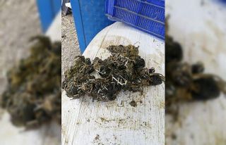 Beslenme güçlüğü çeken ineğin karnından 2...