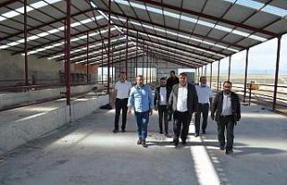 Beylikova’ya 200 baş hayvanlı işletme kurulacak