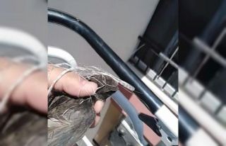 Binanın çatısında iplere dolanan kırlangıç...