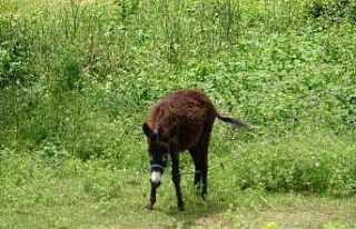 Bir litresi 100 TL’den satılıyor, pandemi onu...