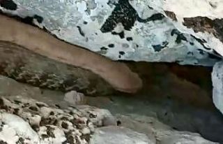 Bir tarafta zehirli yılanla konuşanlar, bir tarafta...