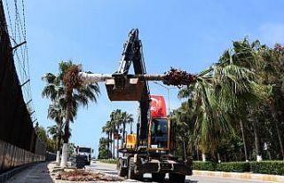 Bisiklet yolu proje alanındaki palmiyeler taşınıyor