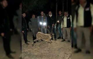 Bitkin halde bulup at sırtında taşıdılar