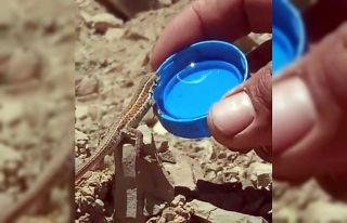 Bitkin halde olan kertenkeleye kapakta su içirdi