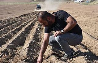 Bitlis’te fasulye ekimine başlandı