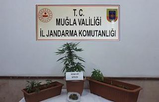 Bodrum’da uyuşturucu operasyonu: 1 gözaltı