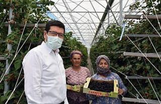 Bodrum’dan dünyaya ahududu ve böğürtlen ihracatı