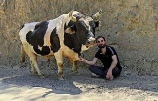 Boğası ve koyunu ile kurduğu iletişim dikkat çekiyor
