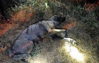 Boğulmak üzere olan köpek son anda kurtarıldı