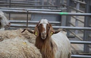 Bu bayramın gözdesi küçükbaş kurbanlıklar olacak