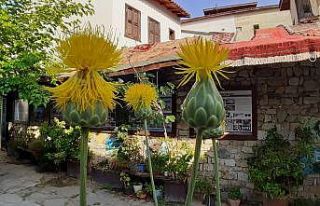 Bu çiçeği koparmanın cezası 73 bin TL