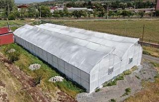 Bu sera hem öğretiyor, hem de ata tohumu çoğaltıyor