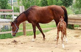 Bu tayın alnında kalbi var