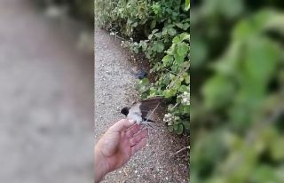 Bursa’da bir çiftçi çalılara takılan kuşu...