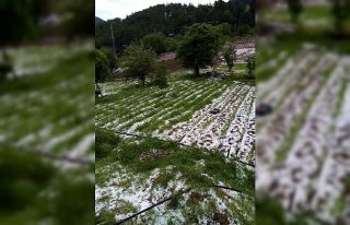 Bursa’da dolu yağışı mahsülleri vurdu