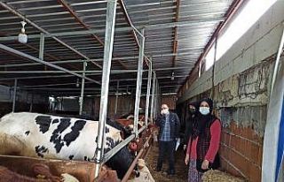 Büyükbaş ve küçükbaş hayvanlar aşılandı