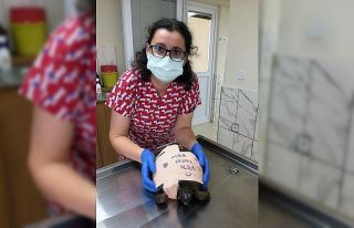 Büyükşehir ekipleri Kaplumbağayı hayatta bağladı