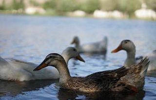 Büyüleyen mesire alanı doğal hayat ve yeşilliği...