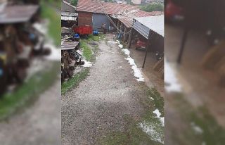 Çanakkale Yenice’de dolu tarım ürünlerine zarar...