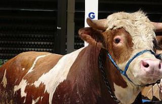 Çankırı’da 1 tonluk ’Paşa’ alıcılarını...