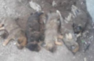 Çankırı’da mezarlık içerisinde ölü yavru...