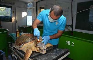 Caretta cerattanın yüzgecinde olta iğnesi fark...