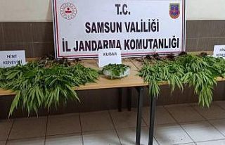 Çarşamba’da 81 kök kenevir ele geçirildi