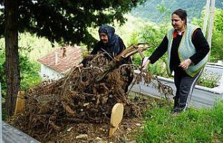 Ceset yiyen ayı, yeniden ortaya çıktı