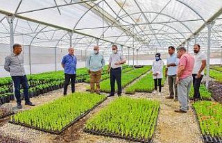 Ceylanpınar, Bitki Üretim Serası ile ile güzelleşiyor