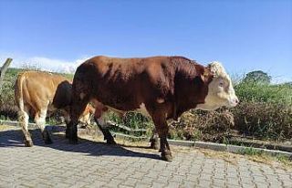 Çıktığı baskülü kıran canavar, ikinci el otomobil...