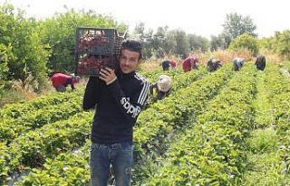 Çilekte hasat sonuna yaklaşıldı üreticinin yüzü...