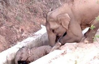 Çin’de su kanalına düşen yavru fili başka bir...