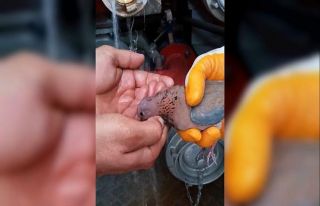 Çırpınmaktan yorgun düşen kumruya elleriyle su...