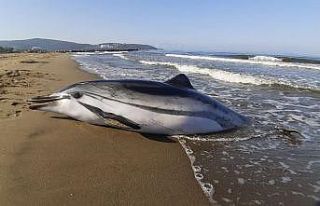 Çizgili Yunus ölü olarak kıyıya vurdu