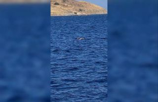 Çizgili Yunuslar Bodrum Açıklarında görsel şölen...