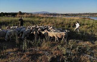Çoban değil, Birleşmiş Milletler gibi aile