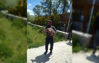 Çoban yolunu şaşıran geyik yavrusunu doğaya bıraktı