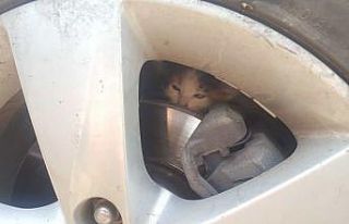 Çocukların dikkati yavru kedinin hayatını kurtardı