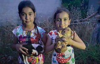 Çuvalda ölüme terk edilen köpek yavrularını...