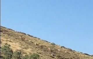 Dağ keçileri sürü halinde görüntülendi