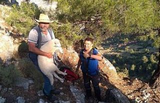 Dağlık alanda mahsur kalan kuzu kurtarıldı