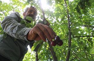 Dalbastı kirazında hasat başladı, rekolte düşük...