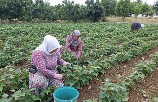 Damaklarda iz bırakan fasulyenin hasadına başlandı